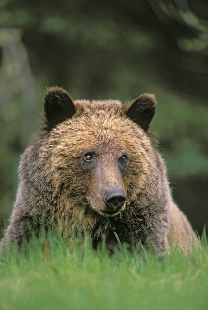 Tk0604 Thomas Kitchin Grizzly Bear Five-Year Old Male Spring Rocky Mountains Ursus Arctos Canvas Art - Thomas Kitchin & Victoria Hurst Design Pics (22 x 34)