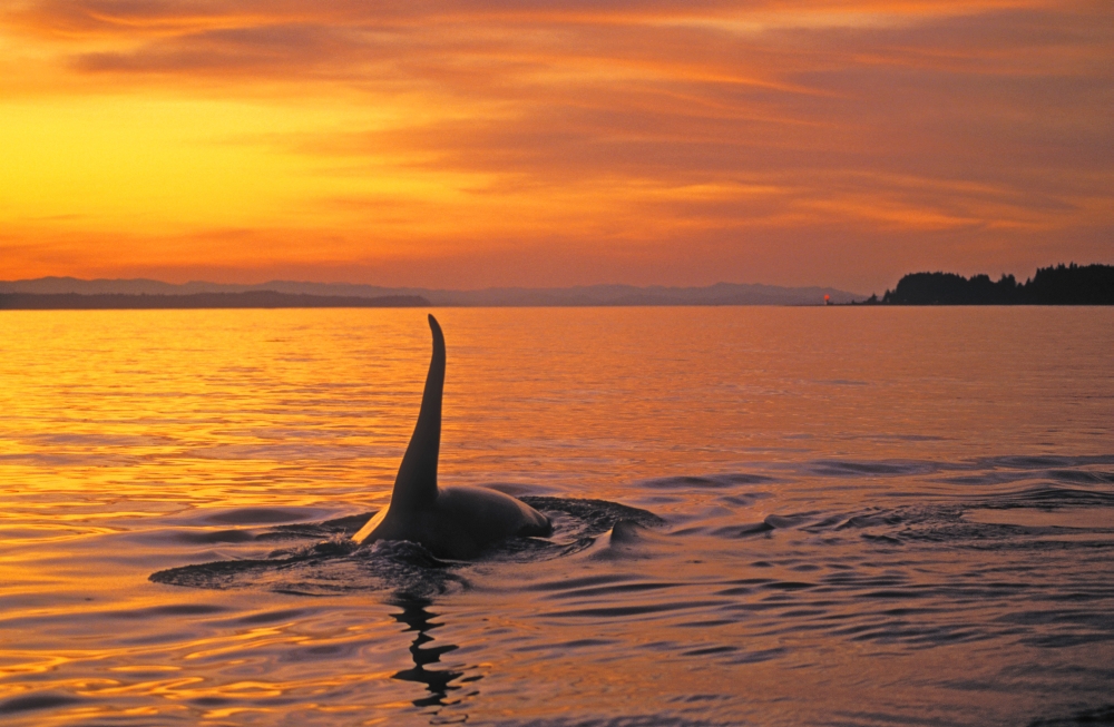 Tk0628 Thomas Kitchin OrcaKiller Whale Johnstone Strait British Columbia Canada Orcinus Orca Canvas Art - Thomas Kitchin & Victoria Hurst Design Pics (34 x 22)