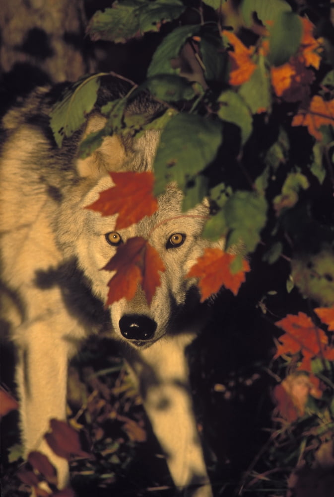 Tk0639 Thomas Kitchin Gray Wolf In Maple Leaves Autumn Minnesota Canis Lupus Canvas Art - Thomas Kitchin & Victoria Hurst Design Pics (22 x 34)