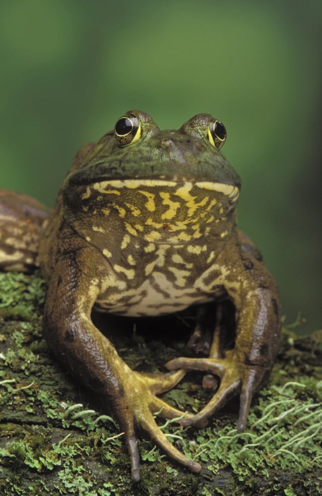 Tk0657 Thomas Kitchin American Bullfrog North America Rana Catesbeiana Canvas Art - Thomas Kitchin & Victoria Hurst Design Pics (22 x 34)