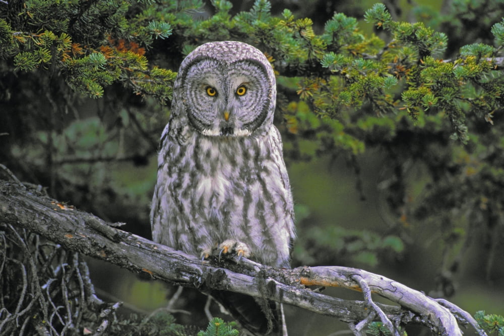 Tk0662 Thomas Kitchin Great Gray Owl Autumn Rocky Mountains North America Strix Nebulosa Canvas Art - Thomas Kitchin & Victoria Hurst Design Pics (17 x 11)