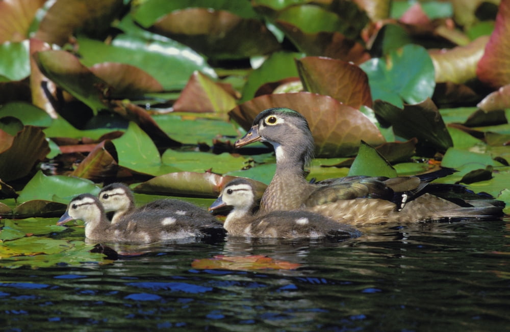 Tk0719 Thomas Kitchin Wood Duck Hen And Chicks Chicks 2 Weeks Old Coastal British Columbia Canada Spring Aix Sponsa Canvas Art - Thomas Kitchin & Victoria Hurst Design Pics (17 x 11)