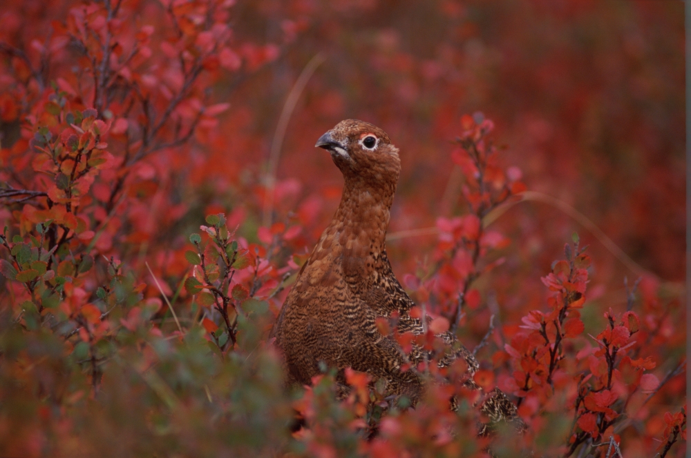 Tk16015D Willow Ptarmigan On The Tundra Camouflage Canvas Art - Victoria Hurst Design Pics (34 x 22)