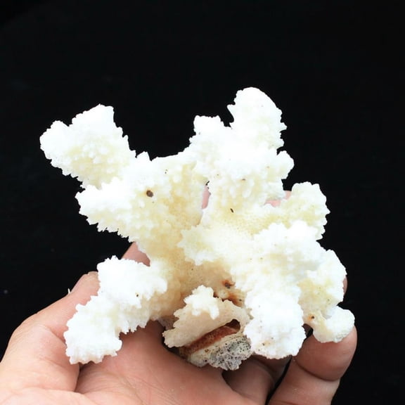 Tnarru Aquarium white coral stone display H20076