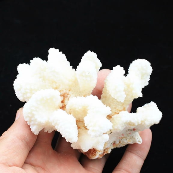 Tnarru Aquarium white coral stone display H20078