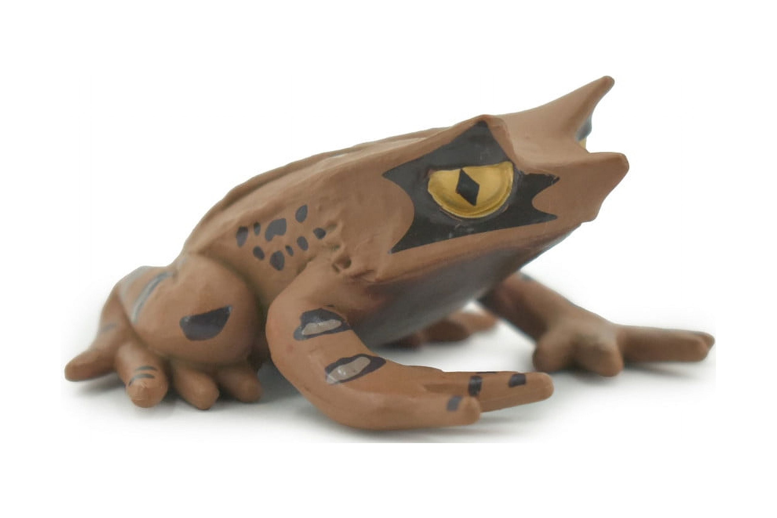 Toad, Perak Horned Frog, Megophrys aceras, Amphibians, Museum Quality