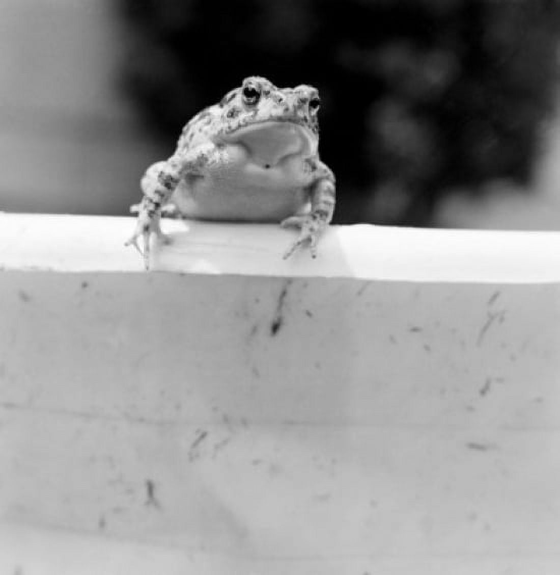 Toad sitting on wall Canvas Art - (24 x 36)