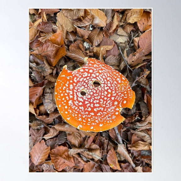 Toadstool Poster Wall Art, Modern Wall Decor, 8x12 UNFRAMED