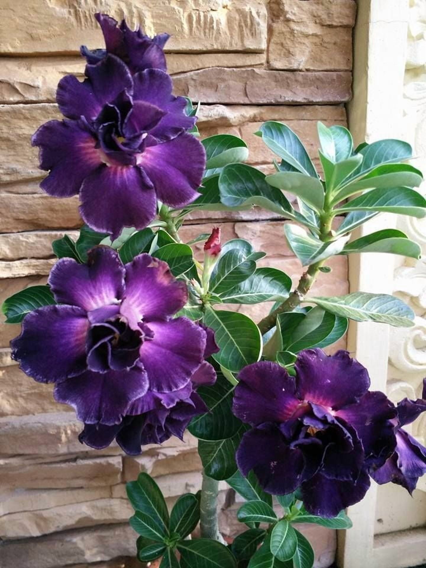 Toadstool Seeds, Purple Desert Rose Seeds, Exotic Perennial Succulent ...