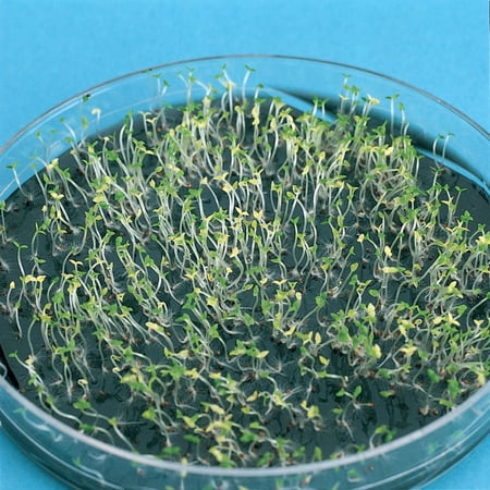 Tobacco Seedlings, Green:Albino 3:1, Petri Dish Of 200
