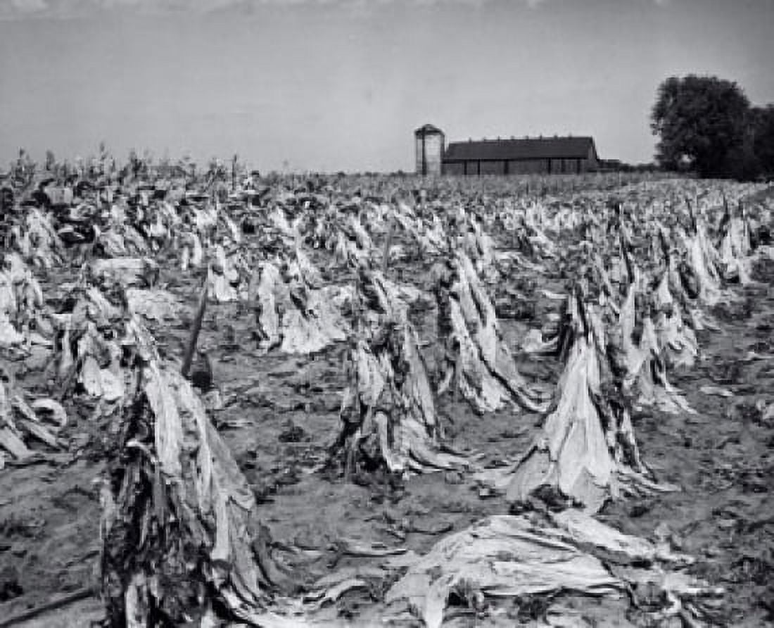 Tobacco crop in a field Lexington Kentucky USA Canvas Art -  (24 x 36)