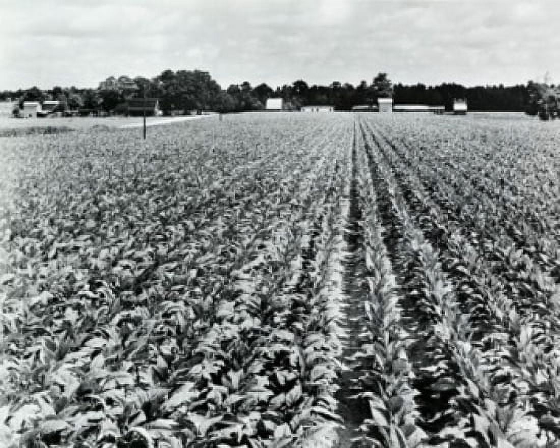 Tobacco crop in a field North Carolina USA Canvas Art - (18 x 24)