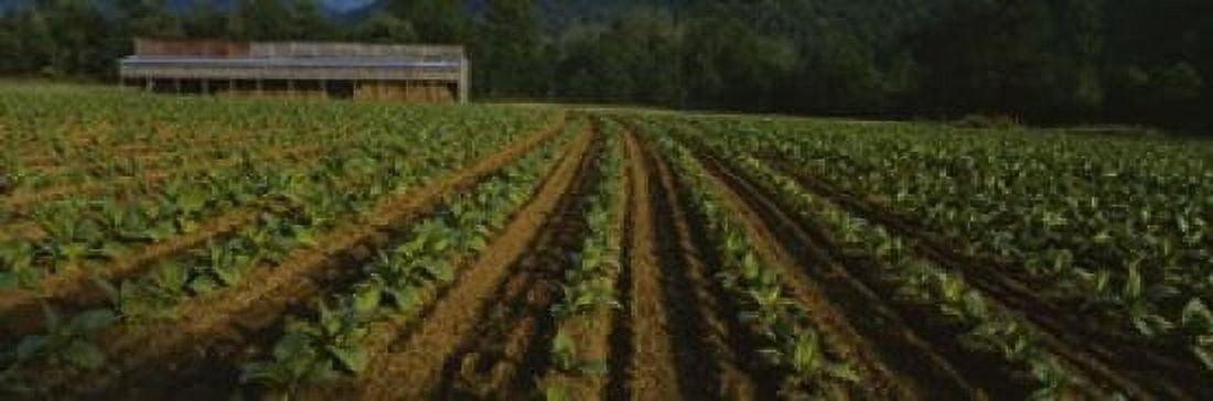 Tobacco field with a barn in the background North Carolina USA Canvas Art - Panoramic Images (36 x 12)