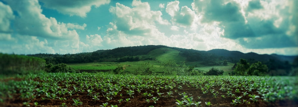 Tobacco fields in Vinales Valley Vinales Cuba Canvas Art - Panoramic Images (7 x 18)