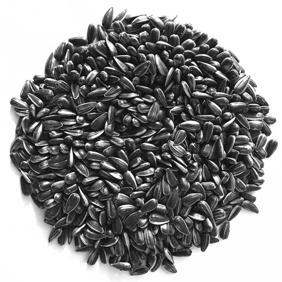 Todd's Seeds Black Oil Non-GMO Sprouting MVR1Sunflower Seeds Chemical Free (1/4 Pound)