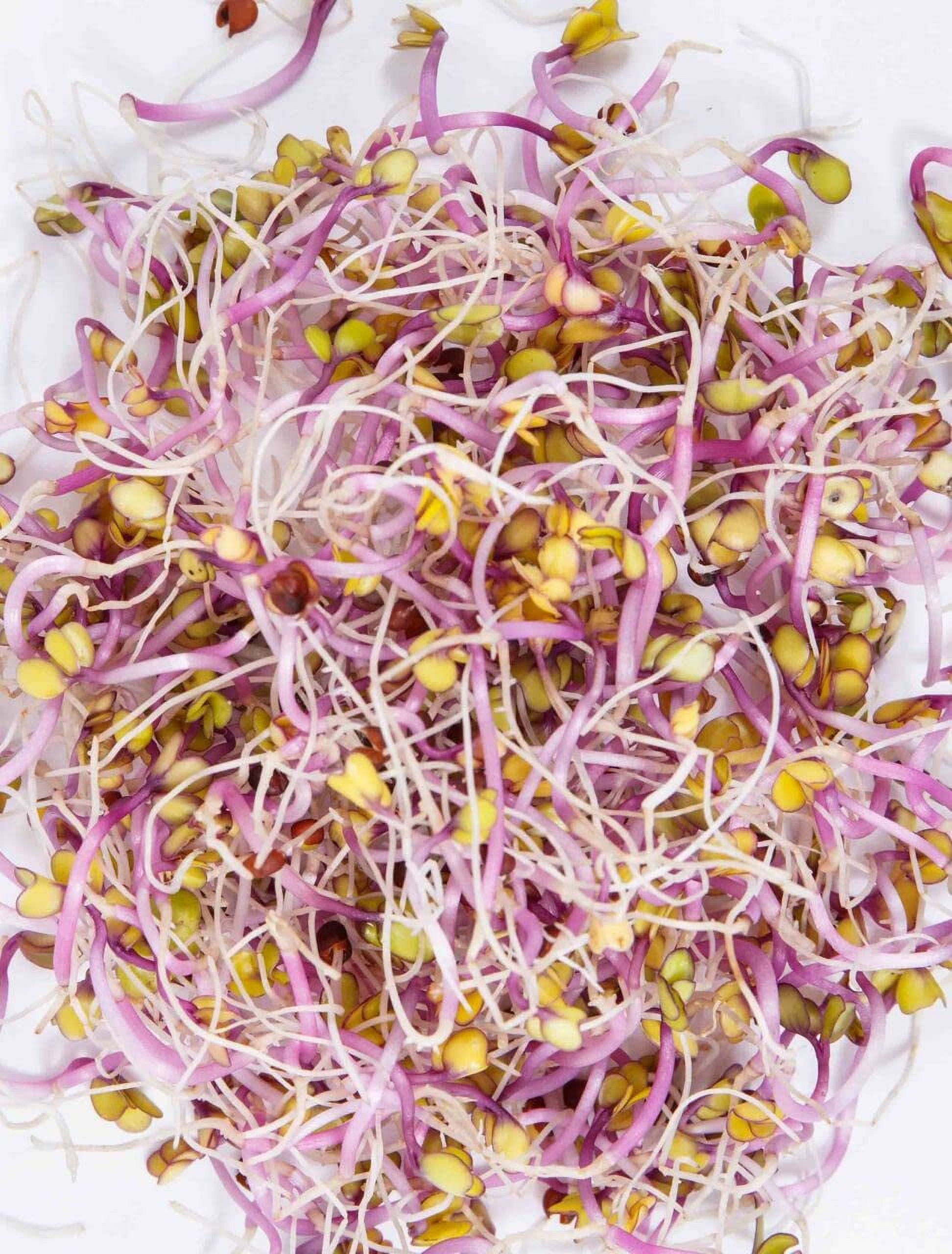 Todd's Seeds Kale Sprouting MMF7 Seed Mix; Red Russian and Premier, Non