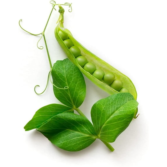 Todd's Seeds Oregon Sugar Pod II Pea Heirloom Seed - 15g Packet
