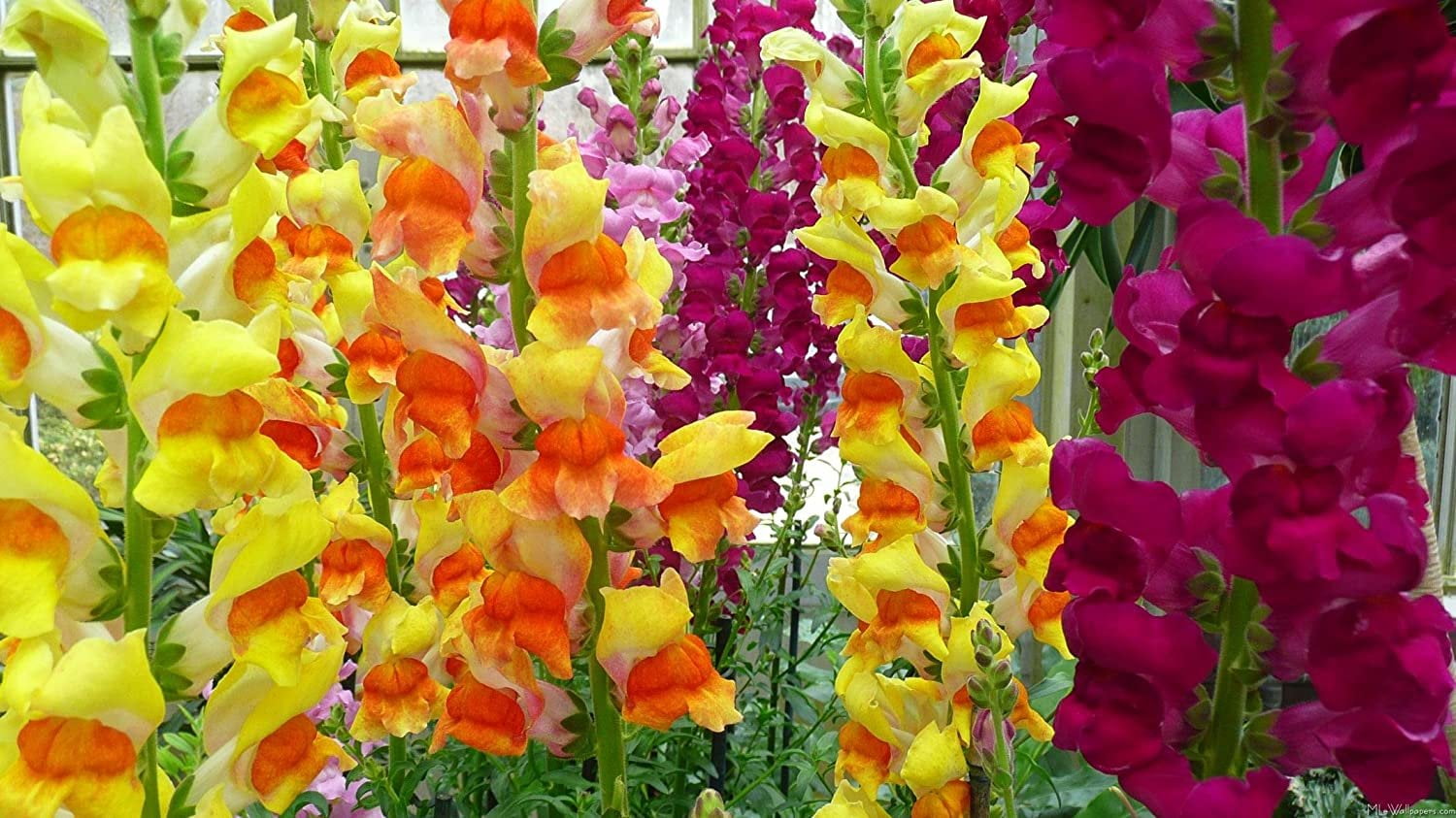 Todd's Seeds Snapdragon Flower Plant Seed Mix