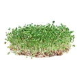 thumbnail image 1 of Todd’s Seeds - Sprouting Broccoli Seeds - Calabrese Variety, Non-GMO, Heirloom - 1 pound - Bulk Seeds, Chemical Free, 1 of 8