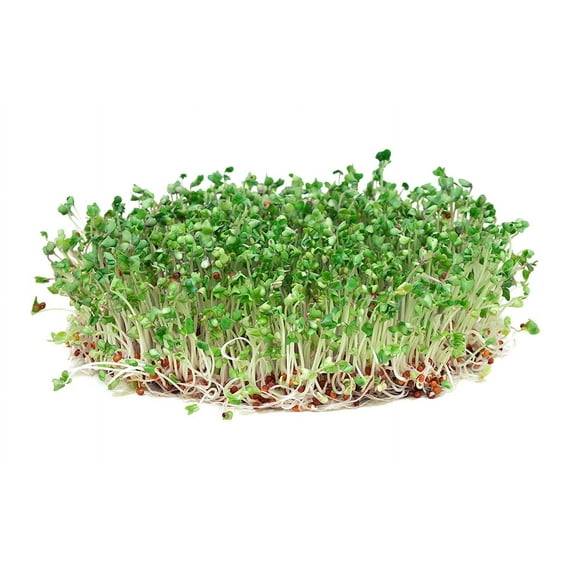 Todd’s Seeds - Sprouting Broccoli Seeds - Calabrese Variety, Non-GMO, Heirloom - 1 pound - Bulk Seeds, Chemical Free