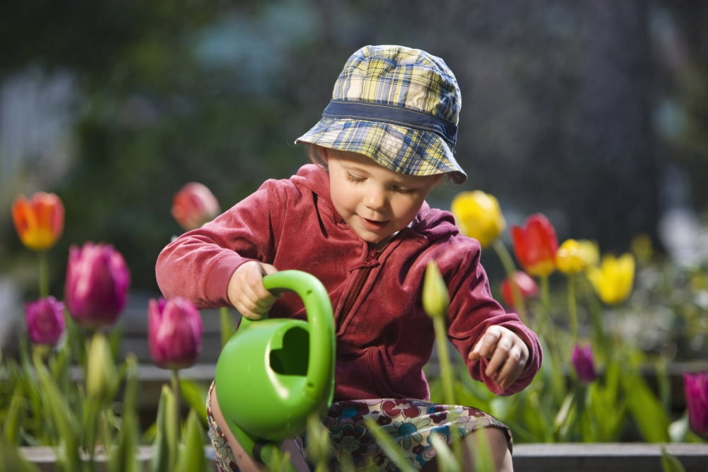 Toddler Girl Watering Tulips Anchorage Alaska Usa Canvas Art - Kevin Smith Design Pics (40 x 26)