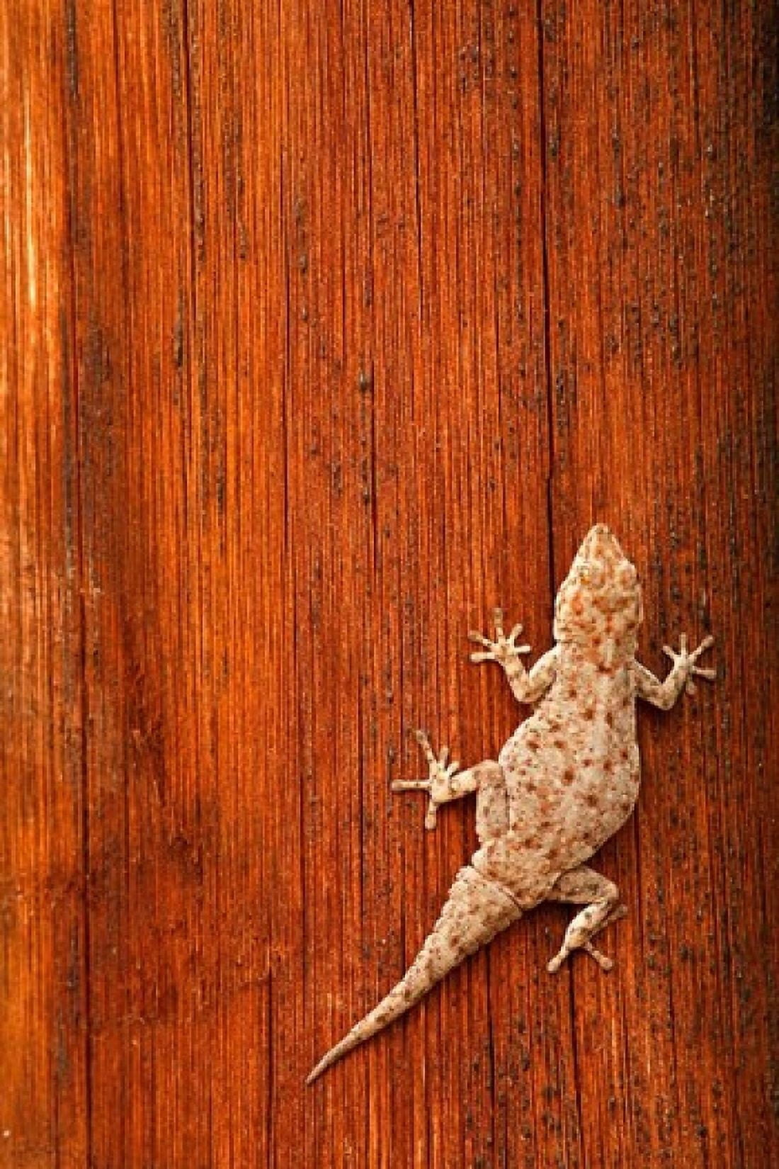 Tokay Gecko lizard Striated Wood Africa Canvas Art - David Slater DanitaDelimont (23 x 34)