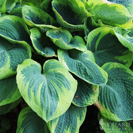 Tokudama Flavocircinalis Hosta Flower Root - Attracts Butterflies and Hummingbirds - Grows Well In Containers - Naturalizing - Perennializing - Easy to Grow Live Plants - Outdoor Garden