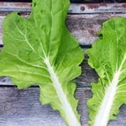 Tokyo Bekana Mustard Seed 4 Gram 1800 Seeds   Non-GMO Asian Green   Microgreen to Mature   Fast-Growing, Tender Leaves   Baby Greens, Salads, Stir-Fries   Brassica rapa   21 45 Days   Easy