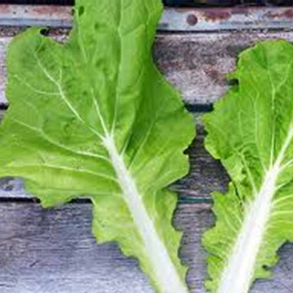 Tokyo Bekana Mustard Seeds: 4 Oz - Non-GMO Seeds for Vegetable & Herb Gardening, Growing Microgreens