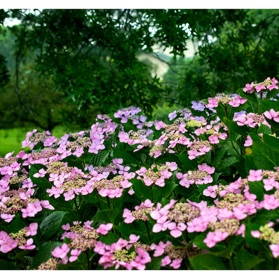 Tokyo Delight Hydrangea  Lacecap Pink & White Flowering Shrub for Sun & Part Shade