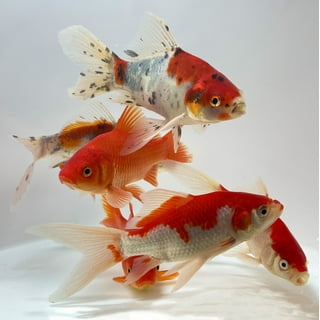 Live fish for hot sale sale at walmart
