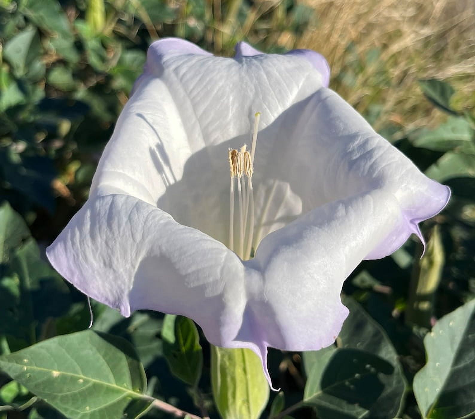 Toloache Datura Wrightii Sacred Moonflower Moon Lily Angel's Trumpet
