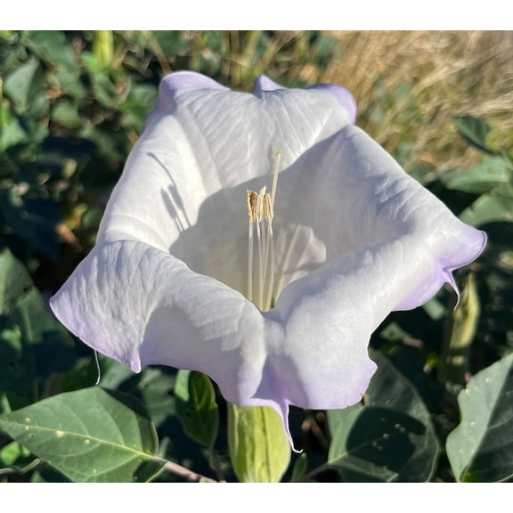 Toloache Datura Wrightii Sacred Moonflower Moon Lily Angel's Trumpet Flower Premium Seed Packet