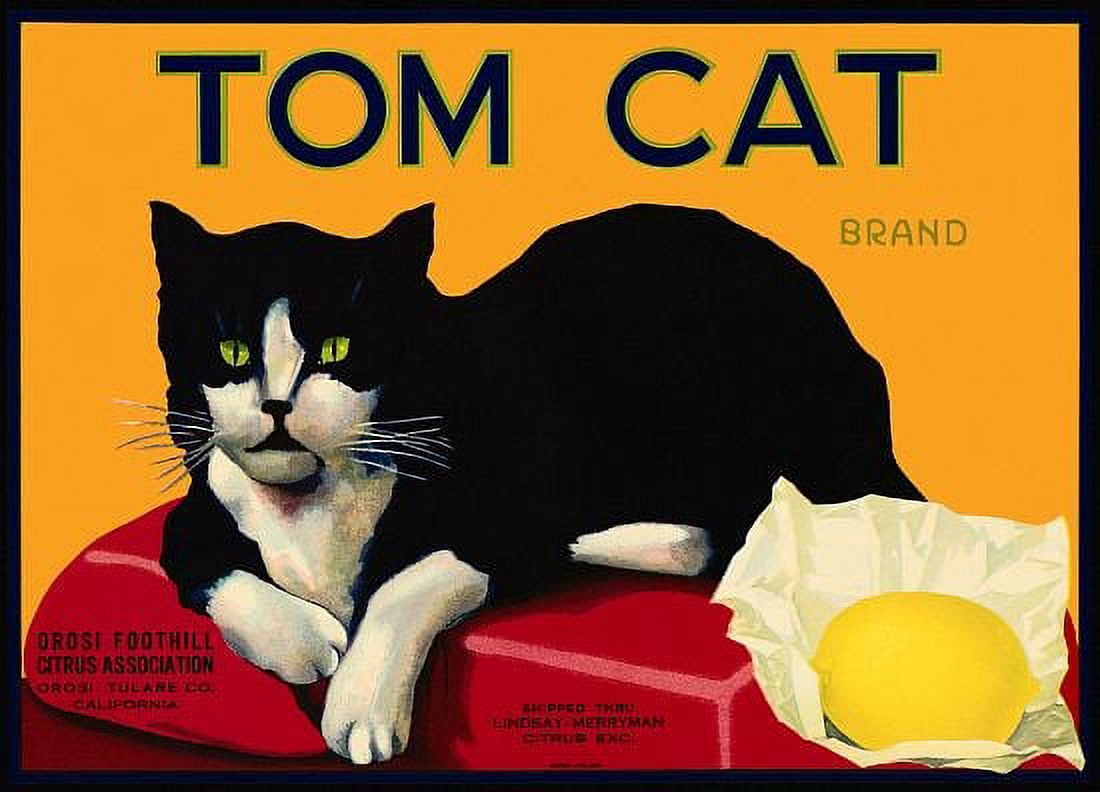 Tom Cat Citrus Association Label Canvas Art - (36 x 54)