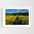thumbnail image 1 of Tom McCall Nature Preserve - Oregon Photography Landscape Nature Scenic Floral Summer Rural Botanical White Framed Wall Art Print 5 x 7 inches, 1 of 3