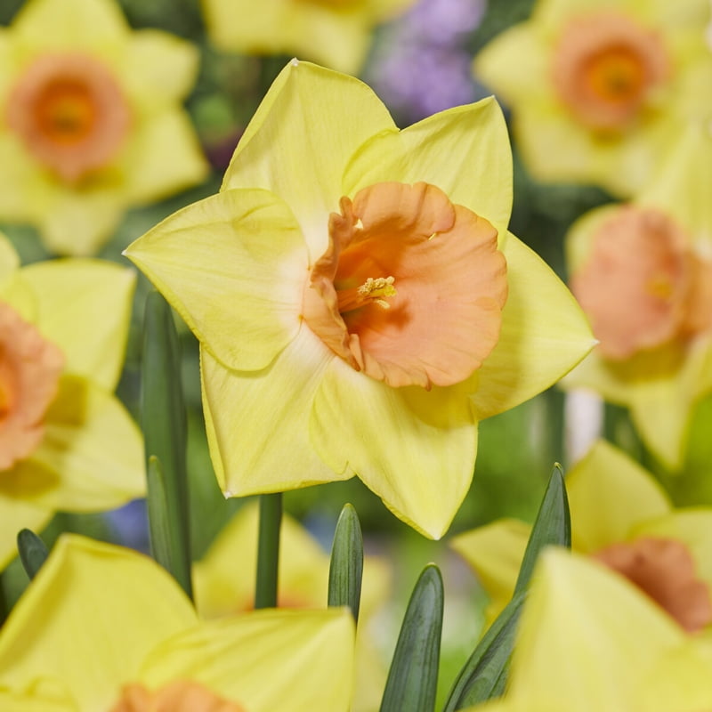 Tom Pouce Daffodil Flower Bulbs 5 Bulbs per Pack Pleasantly Scented