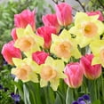 thumbnail image 1 of Tom Pouce Spring Mix Flower Bulbs - 10 Bulbs per Pack - Good as Cut Flowers - Easy to Grow Live Plants - Outdoor Garden, 1 of 5