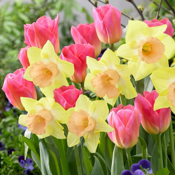Tom Pouce Spring Mix Flower Bulbs - 10 Bulbs per Pack - Good as Cut Flowers - Easy to Grow Live Plants - Outdoor Garden