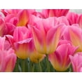 thumbnail image 1 of Tom Pouce Tulip Bulbs for Planting - Easy to Grow, Plant in Fall, Winter or Early Spring (10 Bulbs), 1 of 3