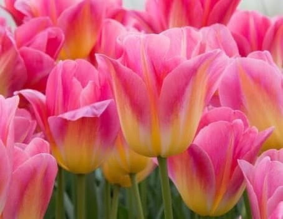 Tom Pouce Tulip Bulbs for Planting - Easy to Grow, Plant in Fall, Winter or Early Spring (5 Bulbs)