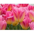 thumbnail image 1 of Tom Pouce Tulip Bulbs for Planting - Easy to Grow, Plant in Fall, Winter or Early Spring (5 Bulbs), 1 of 3