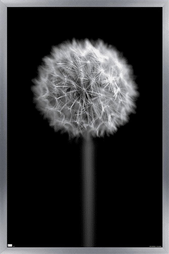 Tom Quartermaine - Black and White Dandelion