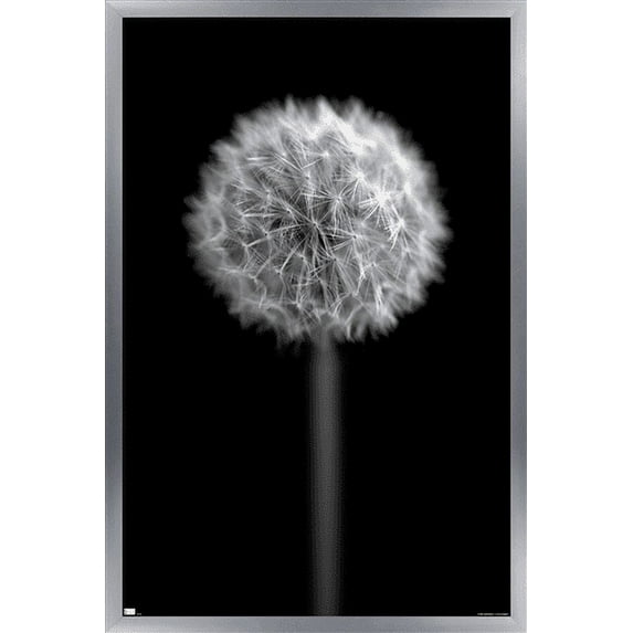 Tom Quartermaine - Black and White Dandelion Wall Poster, 22.375" x 34", Framed