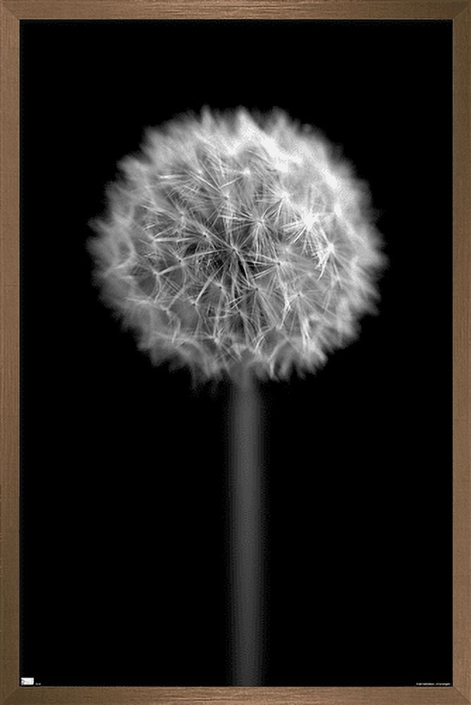 Tom Quartermaine - Black and White Dandelion Wall Poster, 22.375" x 34", Framed