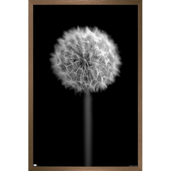 Tom Quartermaine - Black and White Dandelion Wall Poster, 22.375" x 34", Framed