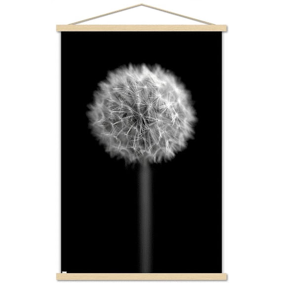 Tom Quartermaine - Black and White Dandelion Wall Poster with Wooden Magnetic Frame, 22.375" x 34"