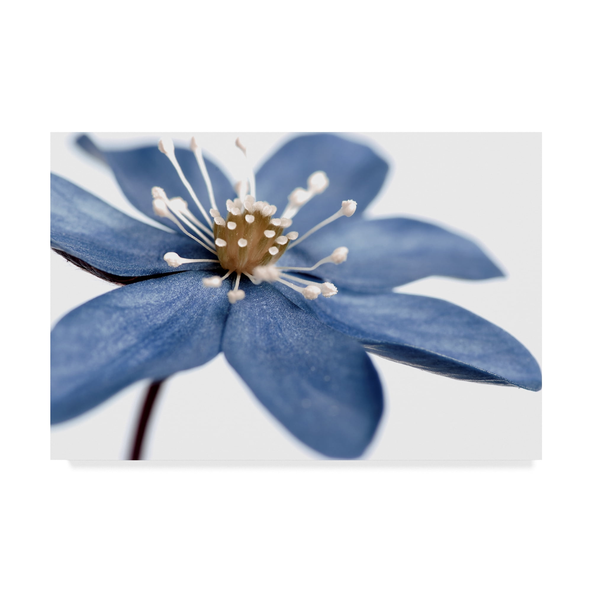Tom Quartermaine 'Blue Flower On White' Canvas Art