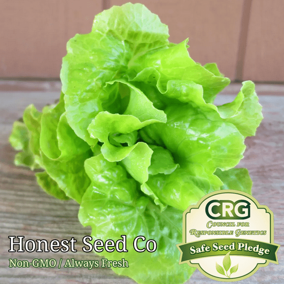 Tom-Thumb Leaf Lettuce Seeds | Non-GMO Heirloom Garden Seeds USA