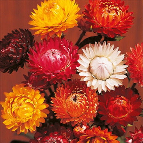 Tom Thumb Mix Strawflower Seeds Flower Seeds 1219, 750 Seeds 15