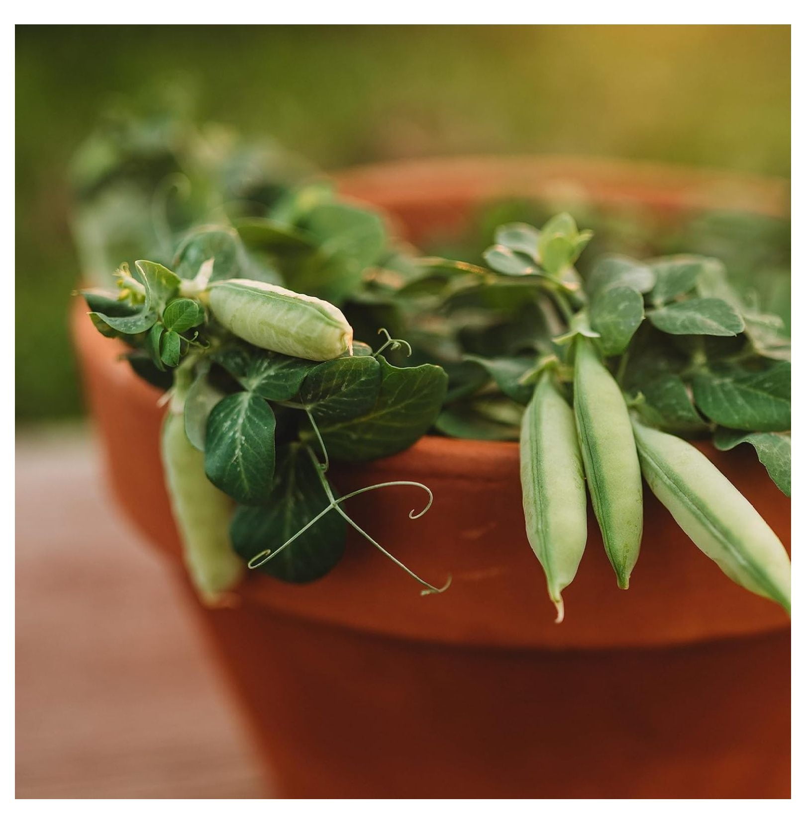 Tom Thumb Pea 25 Seeds Heirloom & OpenPollinated Variety, NonGMO